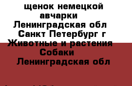 щенок немецкой авчарки  - Ленинградская обл., Санкт-Петербург г. Животные и растения » Собаки   . Ленинградская обл.